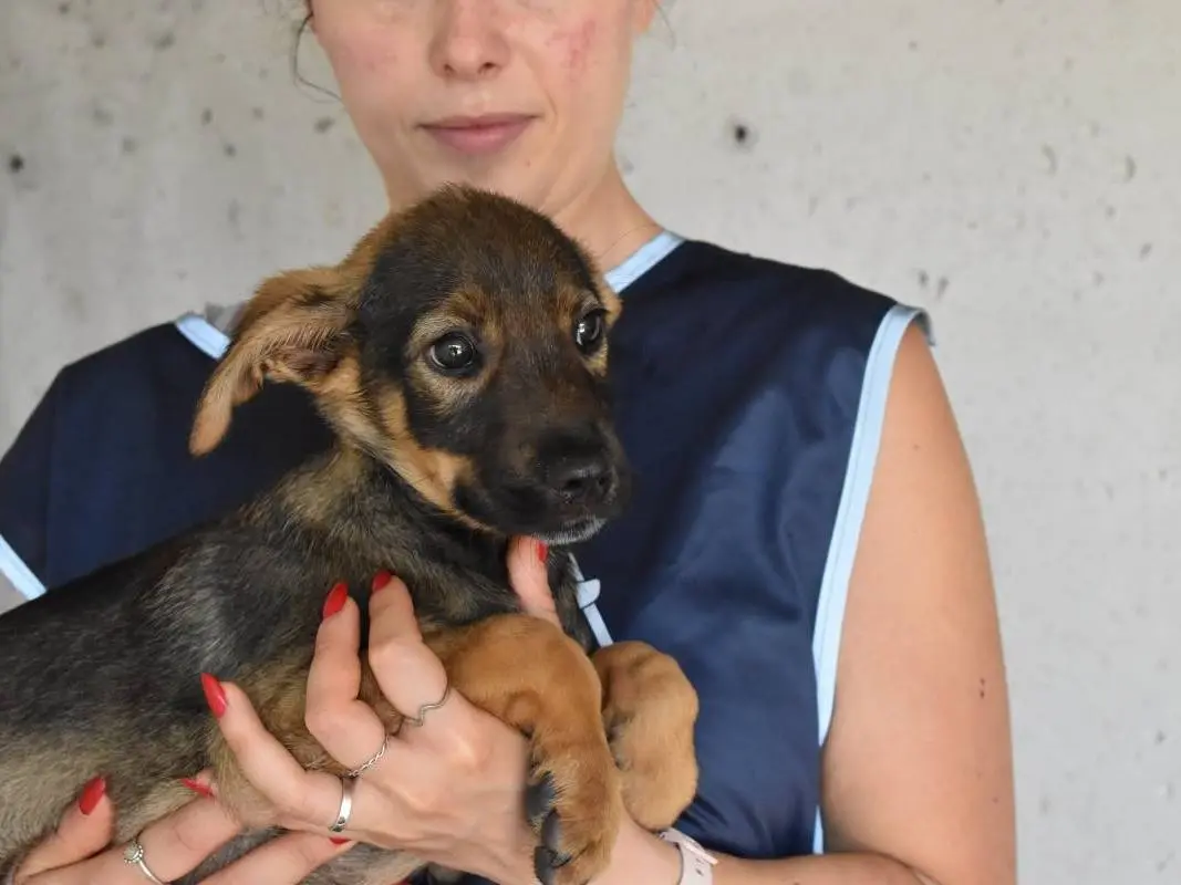 Adotta un cane, maschio, 6 mesi, Roma