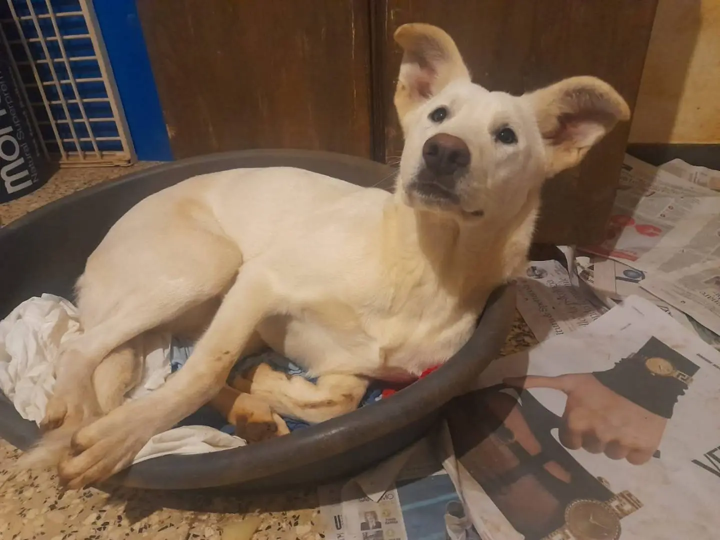 Adozione cane, femmina, Razza sconosciuta Razza sconosciuta, 4 anni e 1 mese, taglia grande, Bari