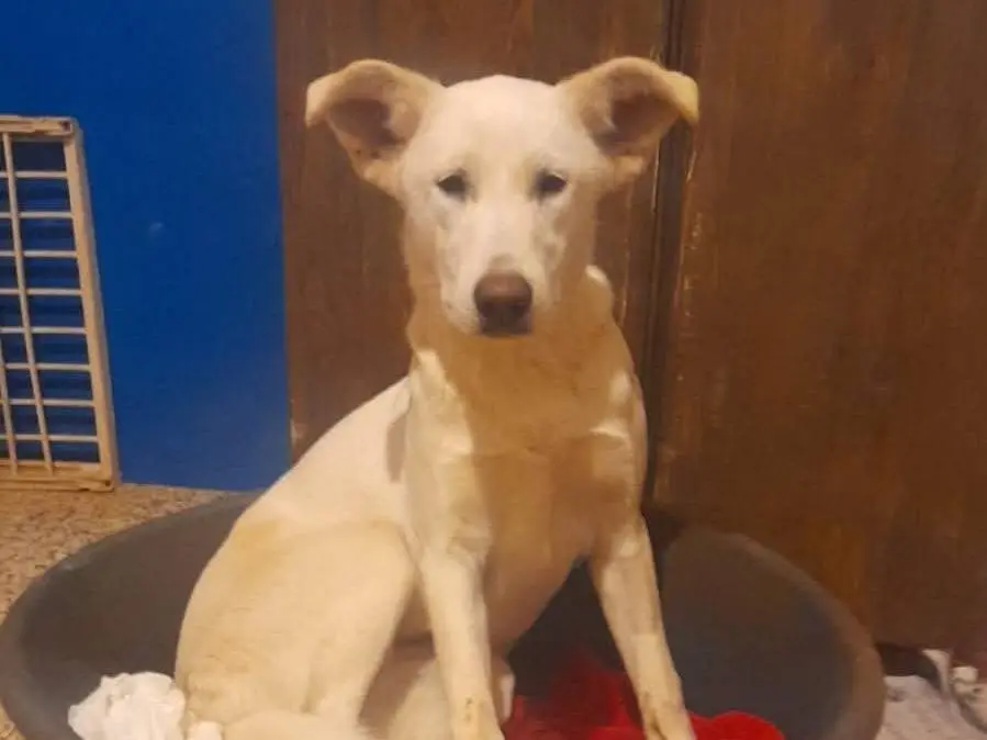 Adotta un cane, femmina, 4 anni e 1 mese, Bari