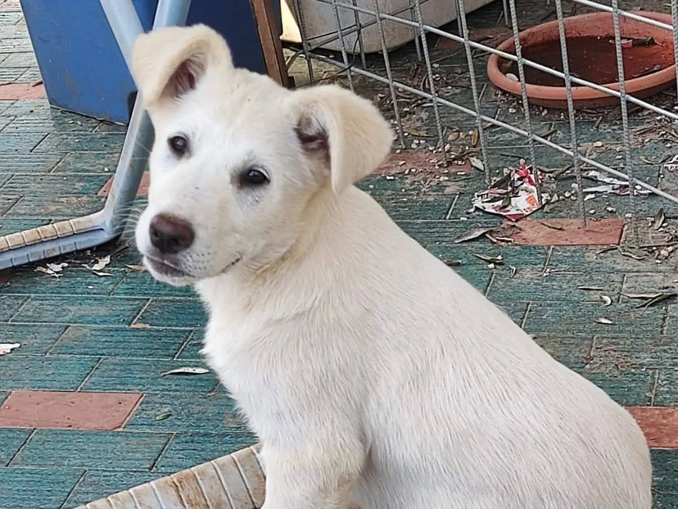 Adotta il cane Nala a Bari