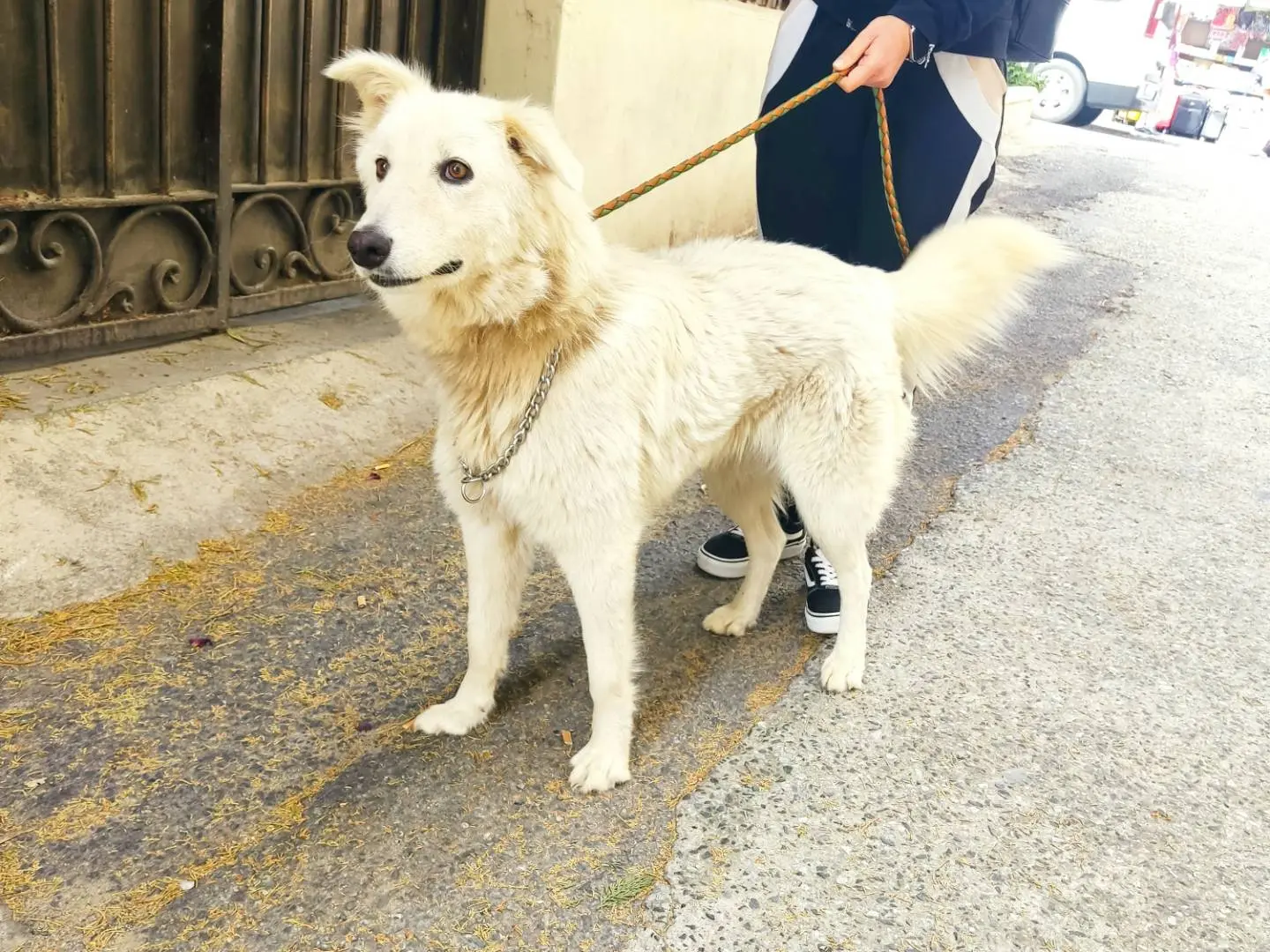 Foto 2 dell'animale