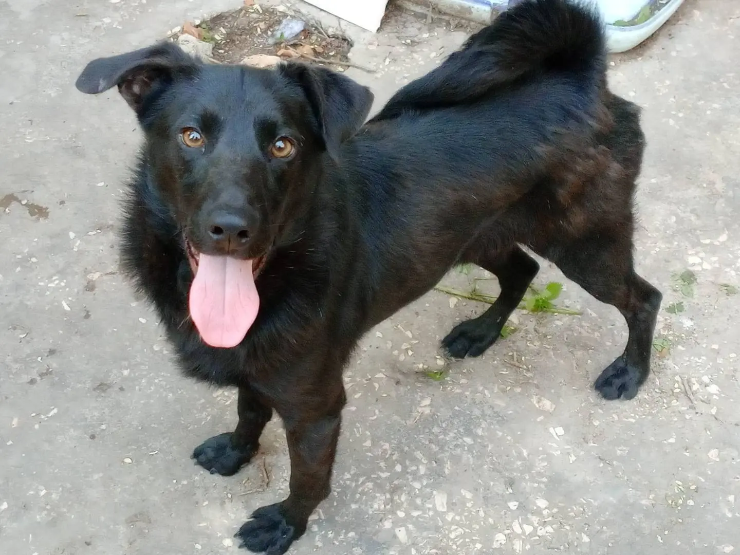 Adotta il cane LOLLO a Frosinone