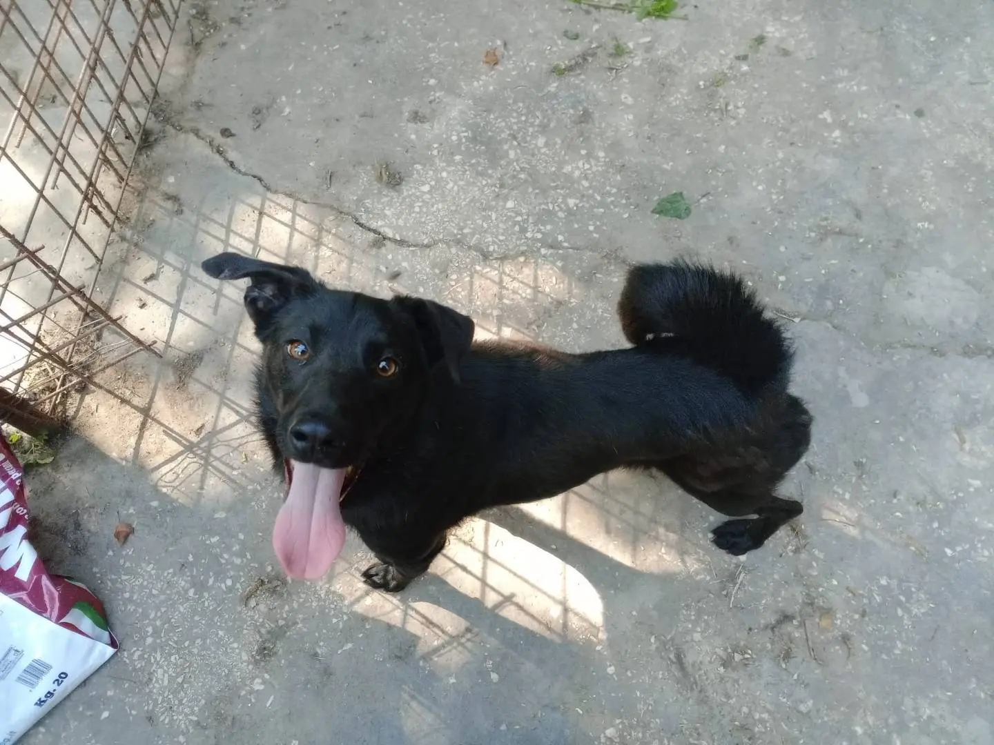 Vuoi adottare un cane a Frosinone?