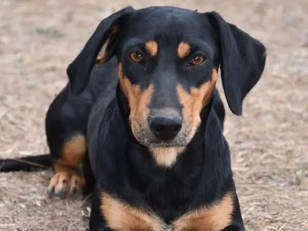 Adotta un cane, taglia piccola, femmina, Brindisi