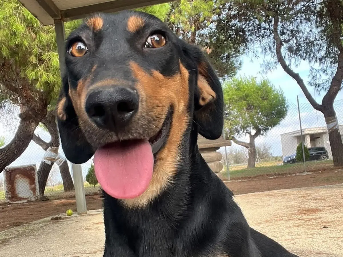 Adozione cane, femmina, Bassotto Razza sconosciuta, 9 mesi, taglia piccola, Brindisi