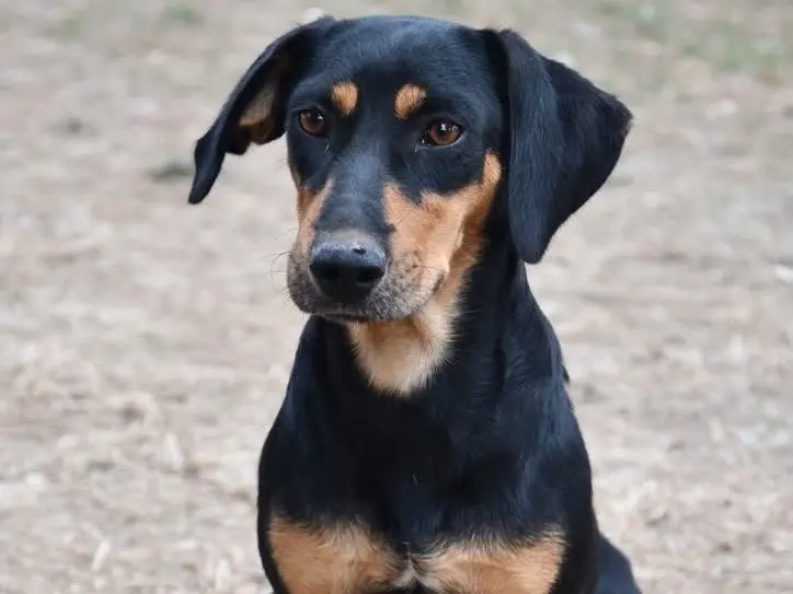 Adotta il cane Arisa a Brindisi