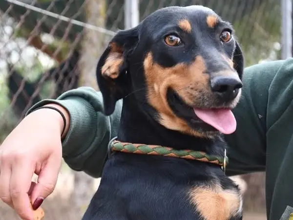 Adotta un cane, femmina, 9 mesi, Brindisi
