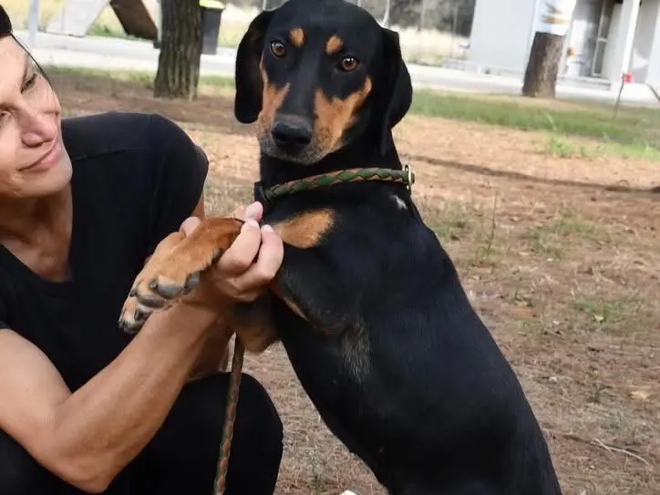 Vuoi adottare un cane a Brindisi?
