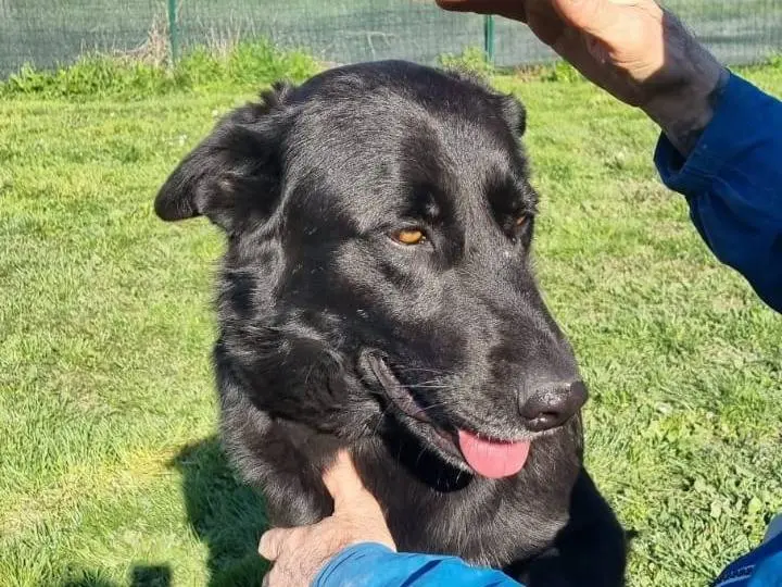 Adozione cane, maschio, Pastore tedesco Razza sconosciuta, 5 anni e 4 mesi, taglia grande, Roma