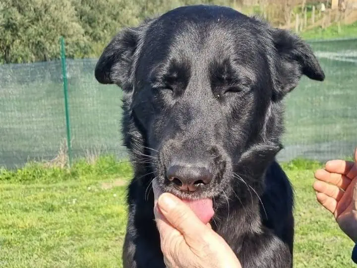 Adotta un cane, maschio, 5 anni e 4 mesi, Roma
