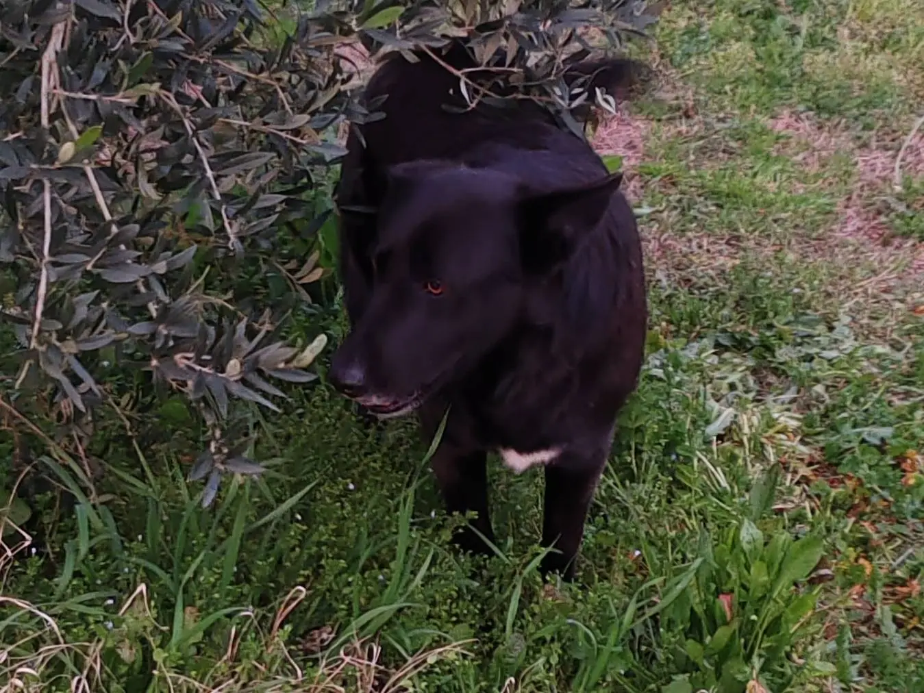 Vuoi adottare un cane a Roma?