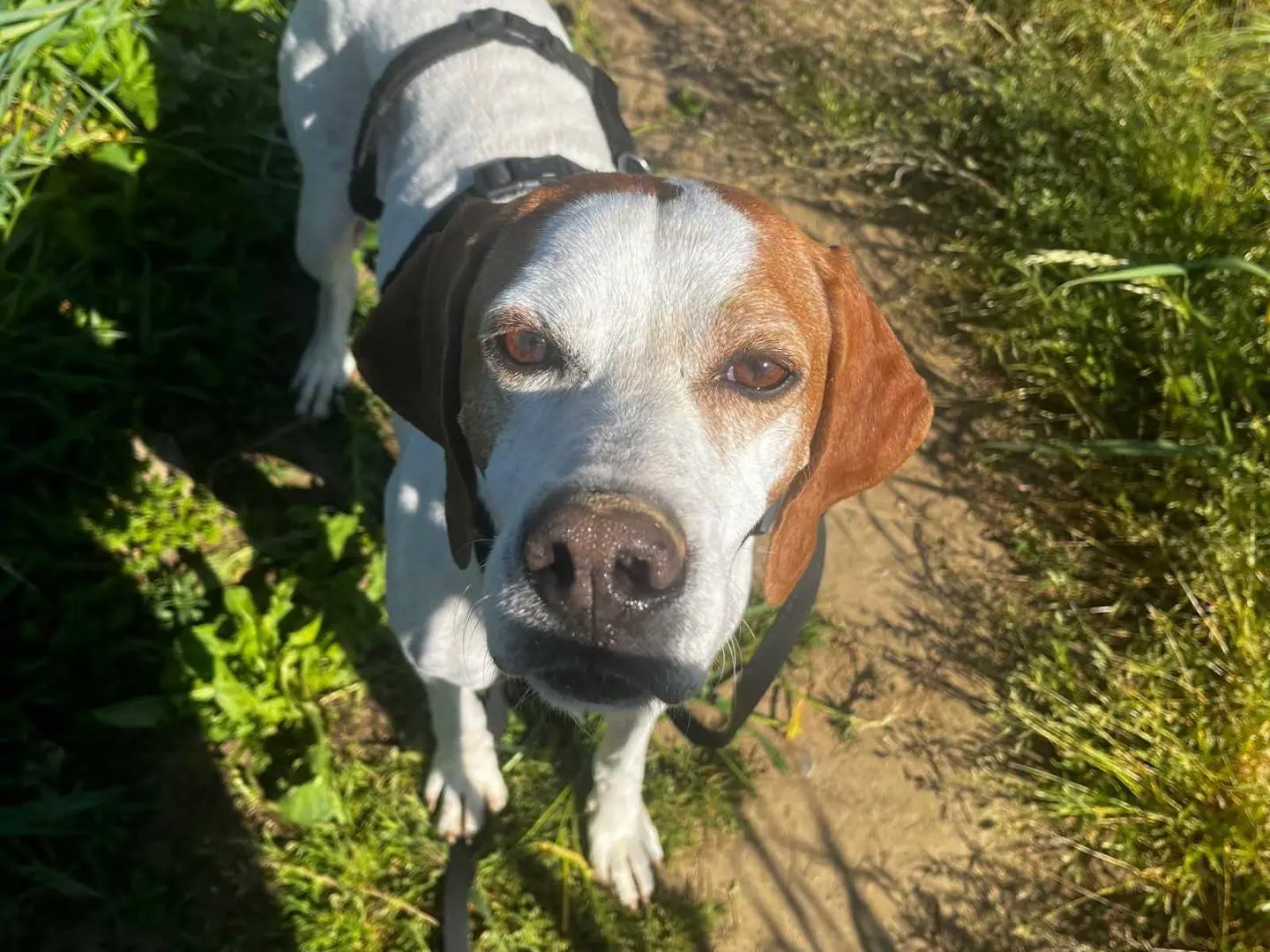Vuoi adottare un cane a Milano?
