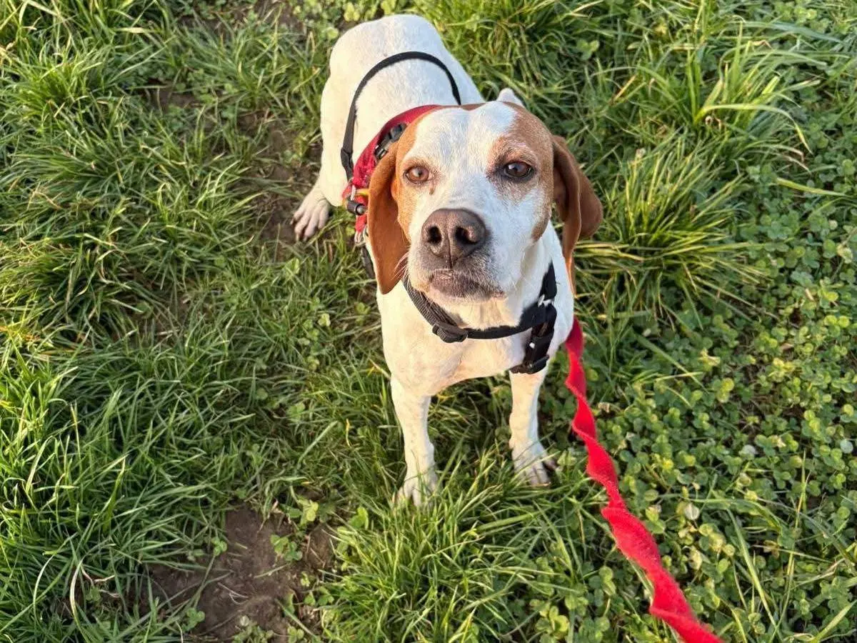 Adozione cane, femmina, Pointer Razza sconosciuta, 3 anni e 4 mesi, taglia media, Milano