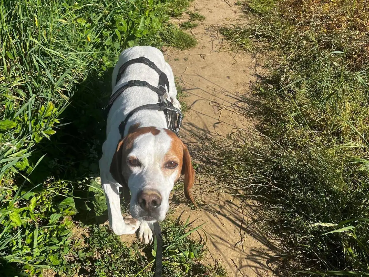 Adotta un cane, femmina, 3 anni e 4 mesi, Milano