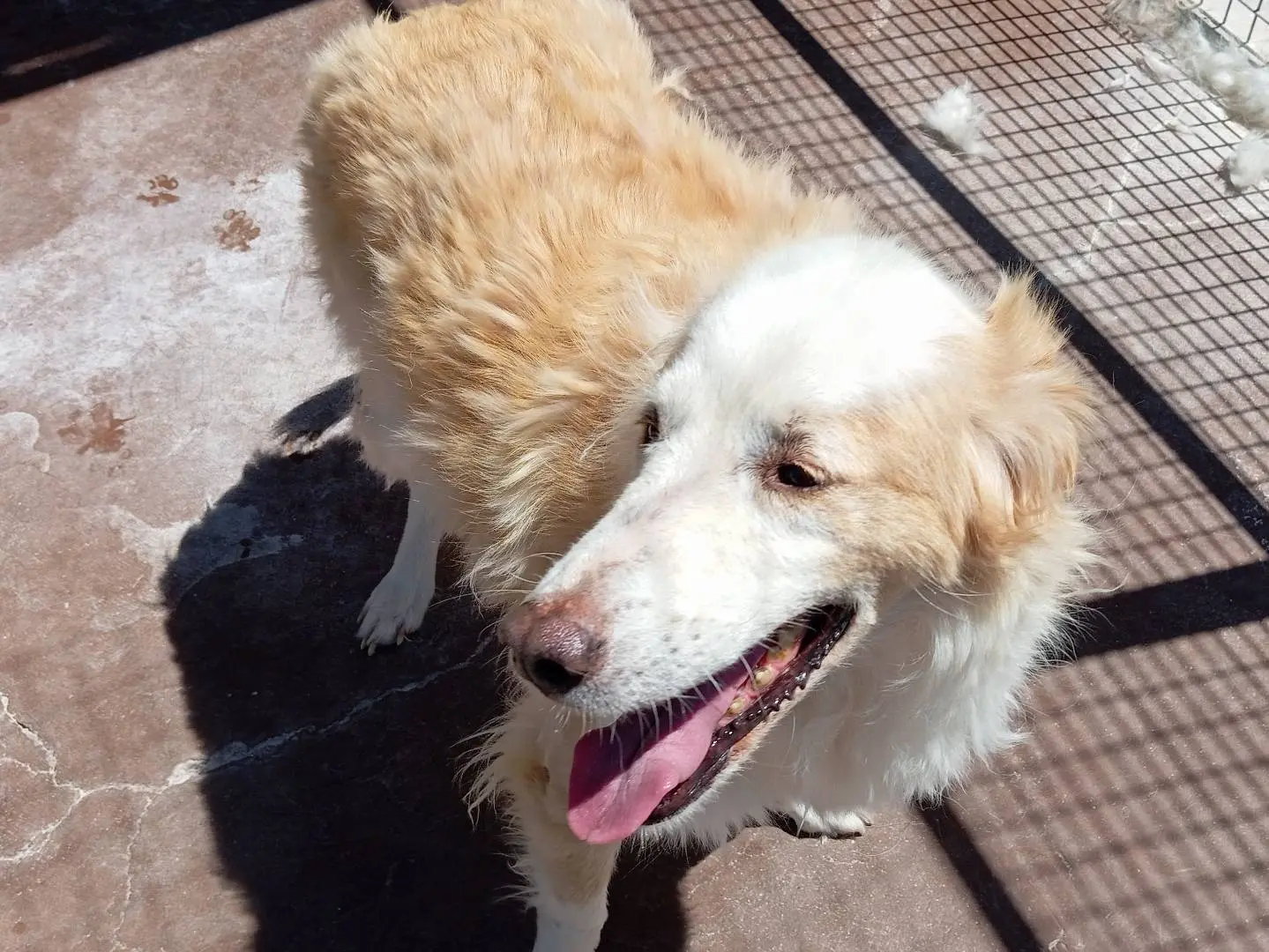 Vuoi adottare un cane a Viterbo?