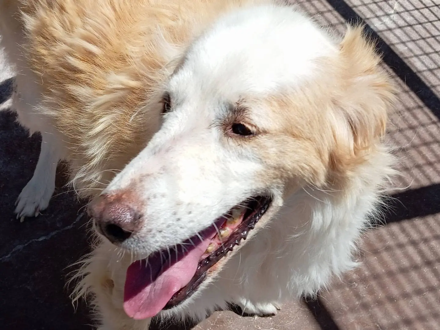 Adotta un cane, femmina, 9 anni e 9 mesi, Viterbo