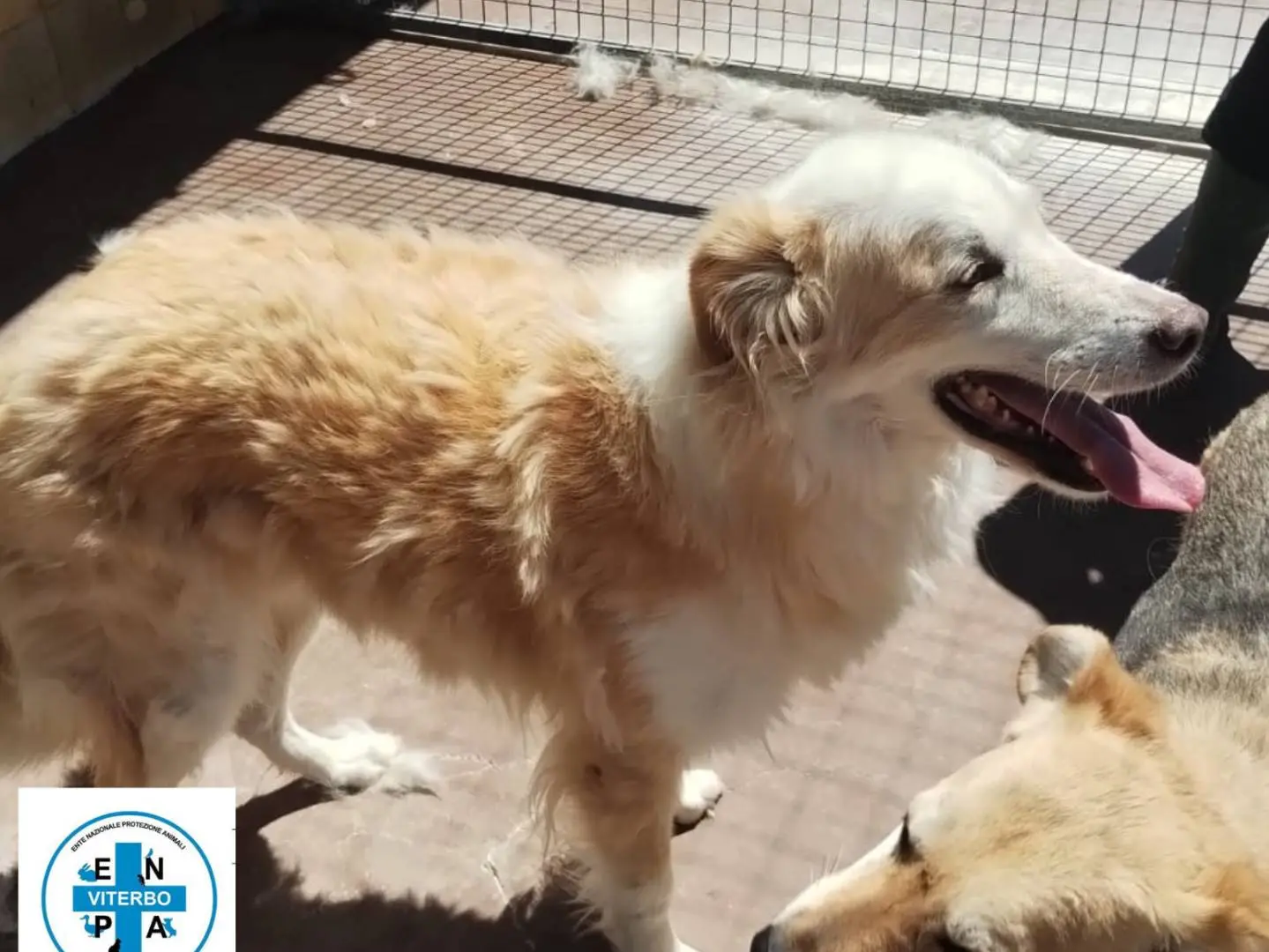Adozione cane, femmina, Razza sconosciuta Razza sconosciuta, 9 anni e 9 mesi, taglia media, Viterbo