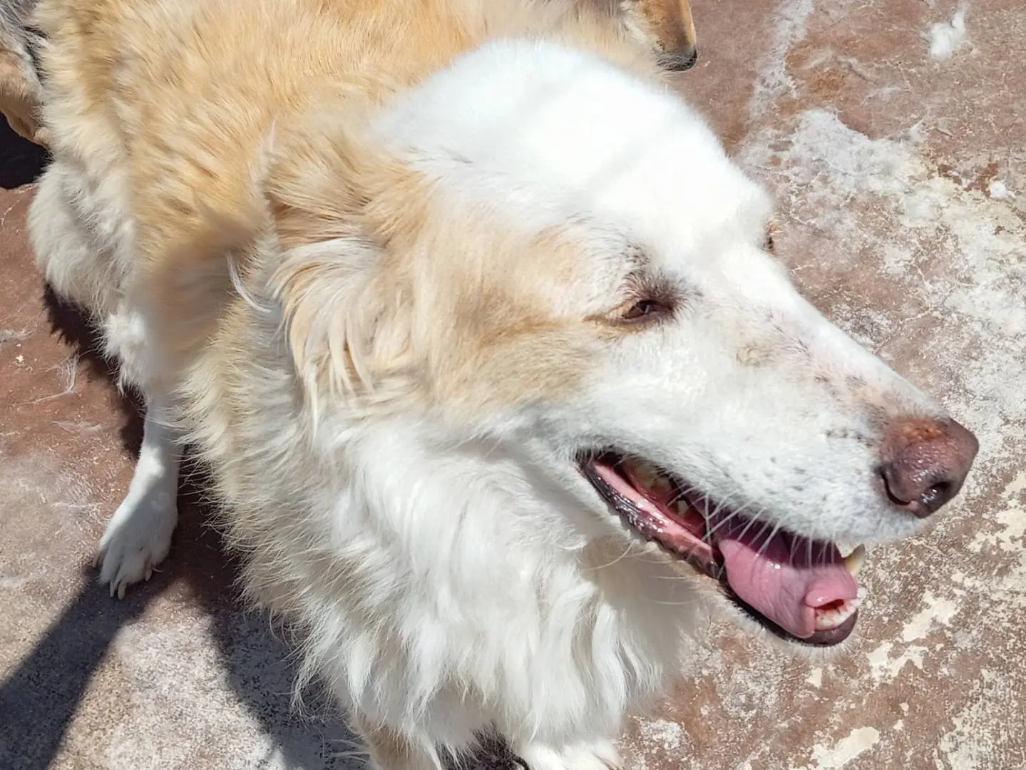 Adotta un cane, taglia media, femmina, Viterbo