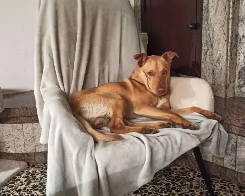 Adotta un cane, maschio, 4 anni e 2 mesi, Chieti