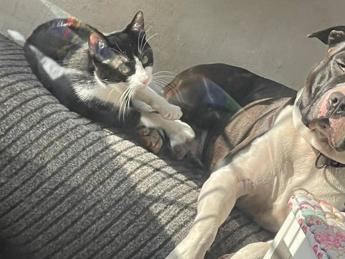 Adotta un cane, taglia media, maschio, Milano