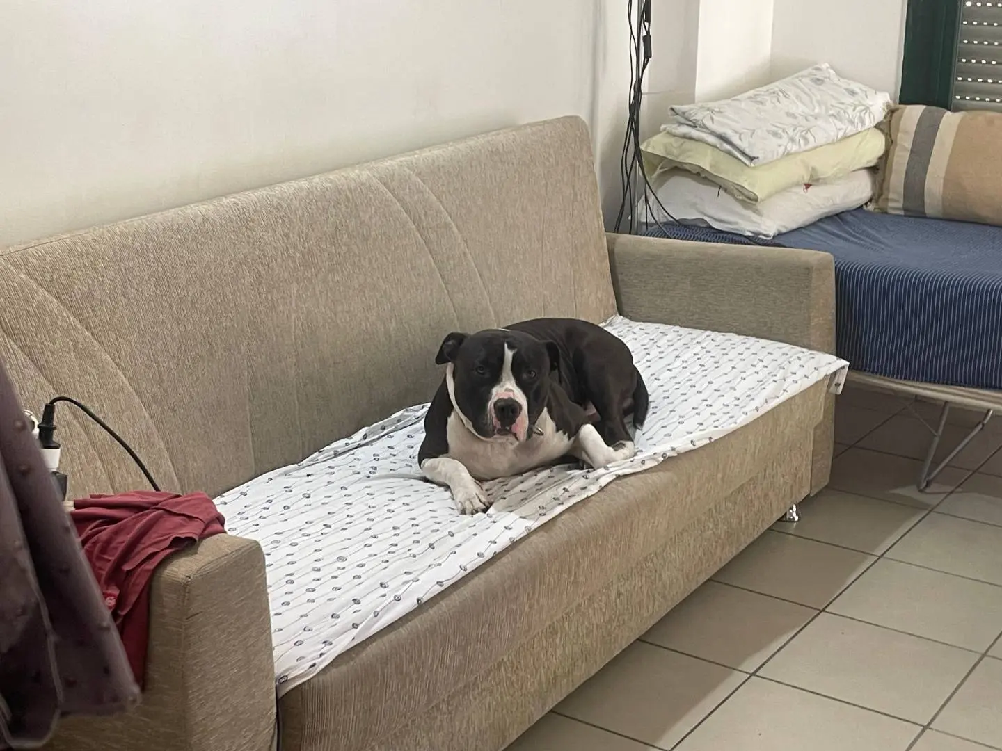 Adotta un cane, maschio, 4 anni e 4 mesi, Milano