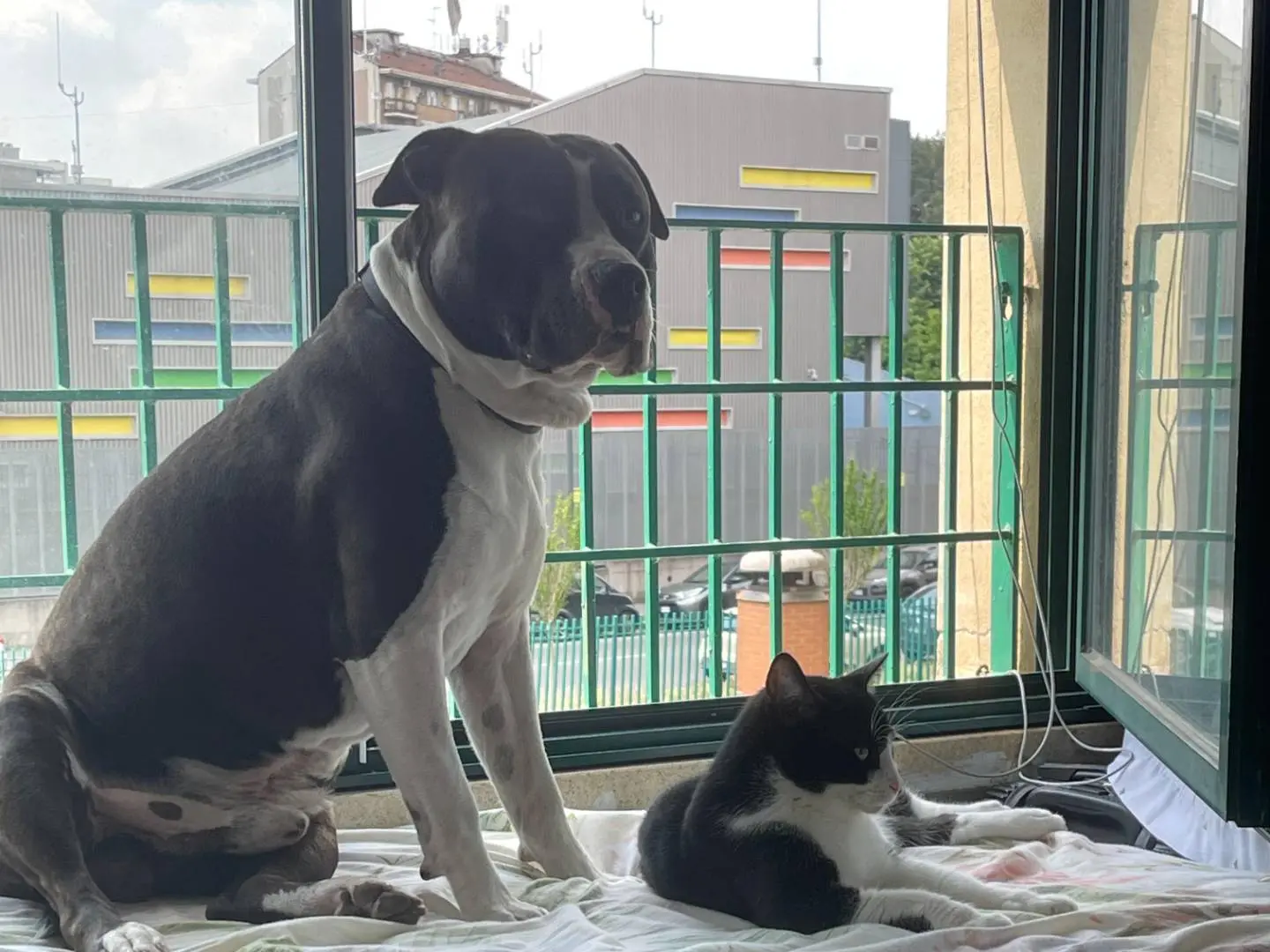 Adozione cane, maschio, Razza sconosciuta Razza sconosciuta, 4 anni e 4 mesi, taglia media, Milano