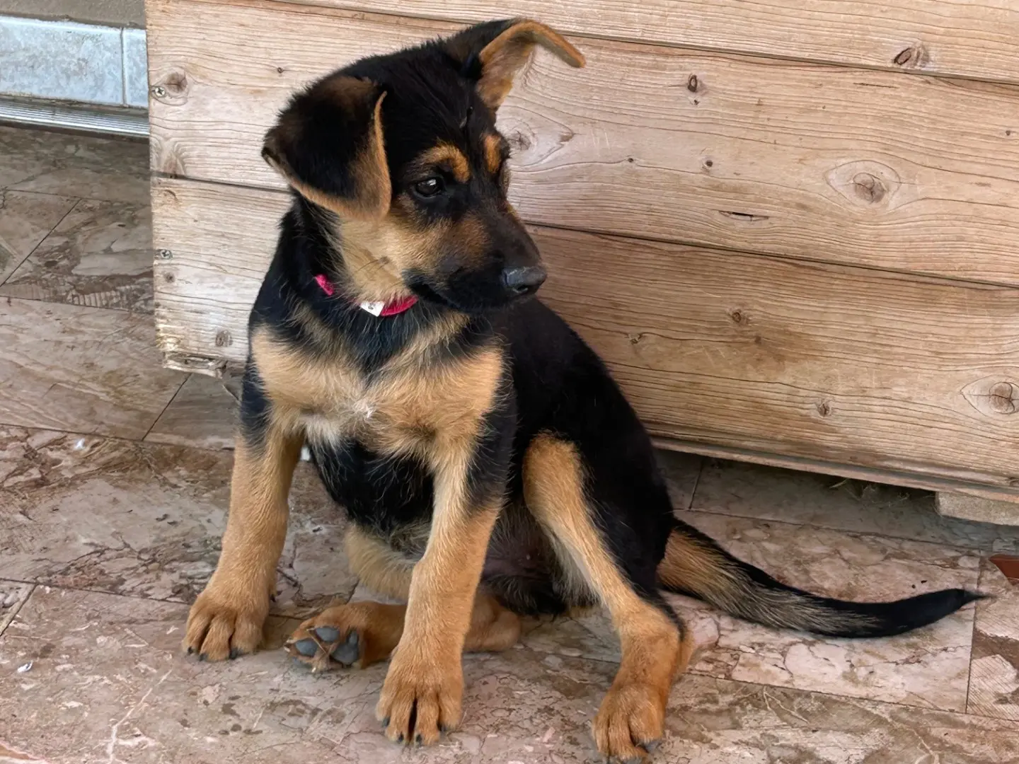 Vuoi adottare un cane a Catanzaro?