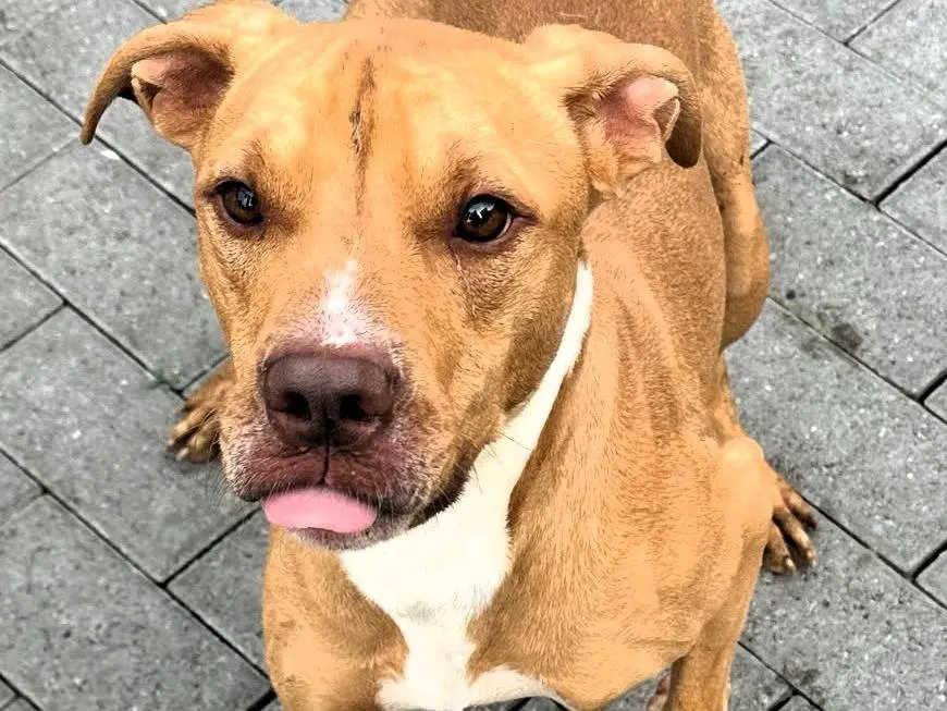 Adozione cane, maschio, Razza sconosciuta Razza sconosciuta, 2 anni e 3 mesi, taglia media, Milano