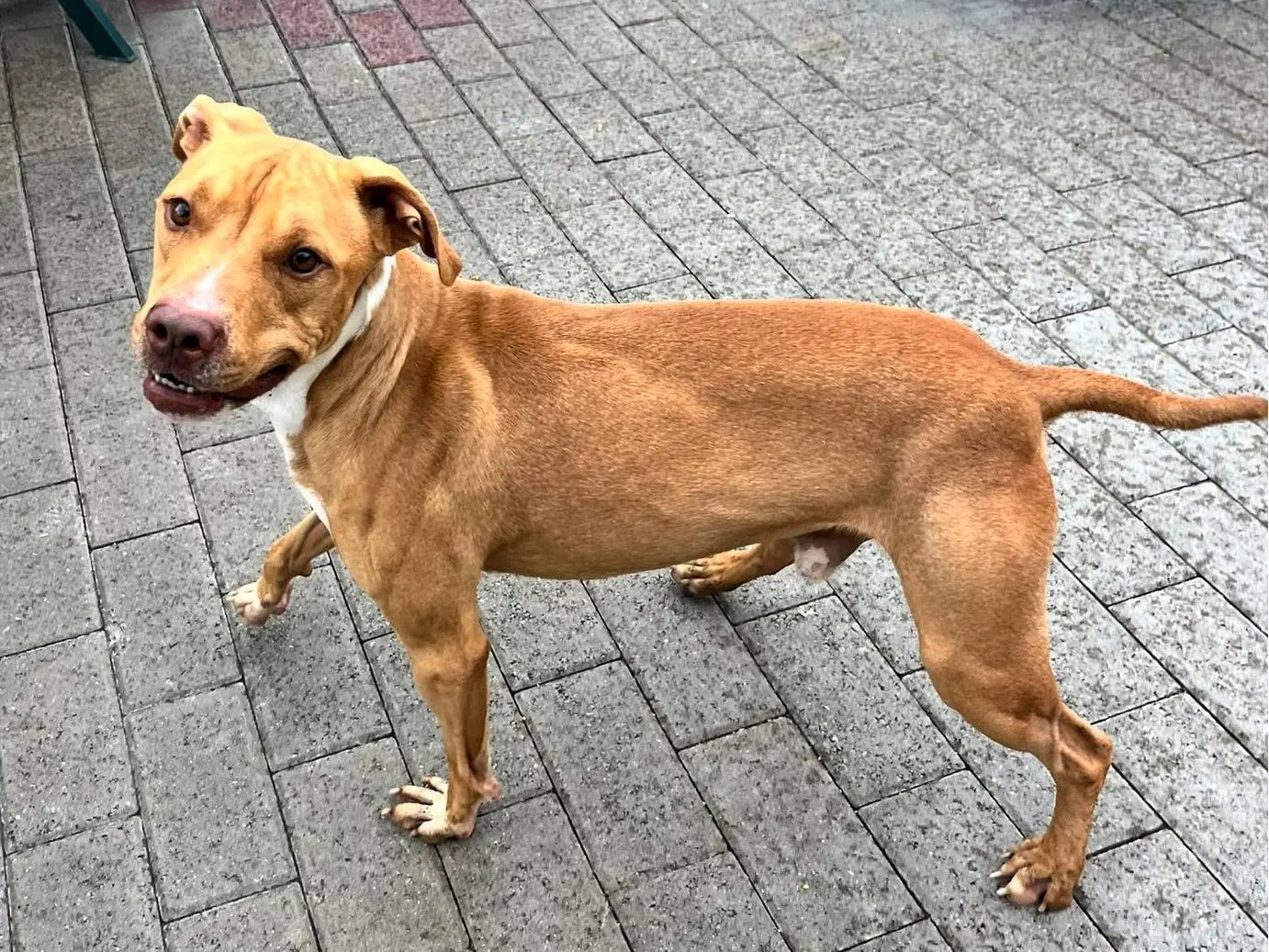 Adotta un cane, taglia media, maschio, Milano
