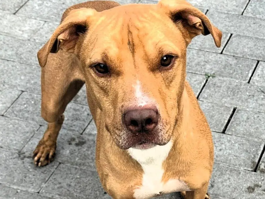Adotta un cane, maschio, 2 anni e 3 mesi, Milano