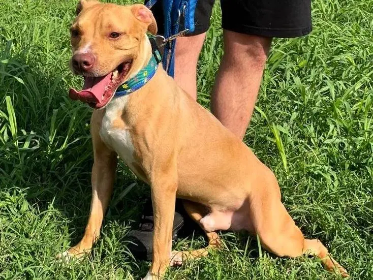 Adotta il cane CLYDE a Milano