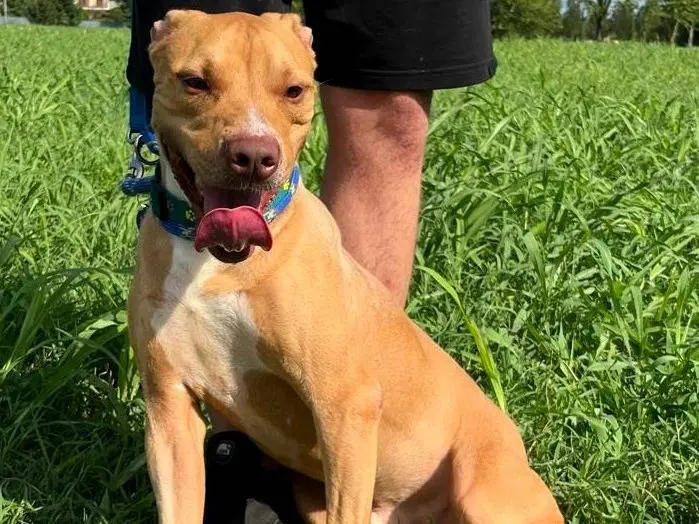Vuoi adottare un cane a Milano?