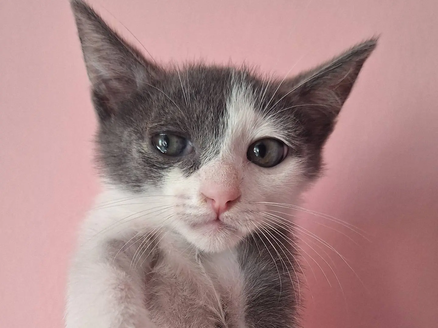 Adotta un gatto, maschio, 5 mesi, Teramo