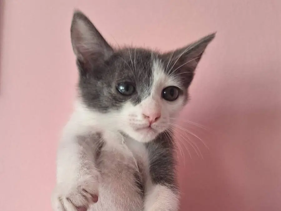 Adozione gatto, maschio, Razza sconosciuta Razza sconosciuta, 5 mesi, taglia non valida, Teramo