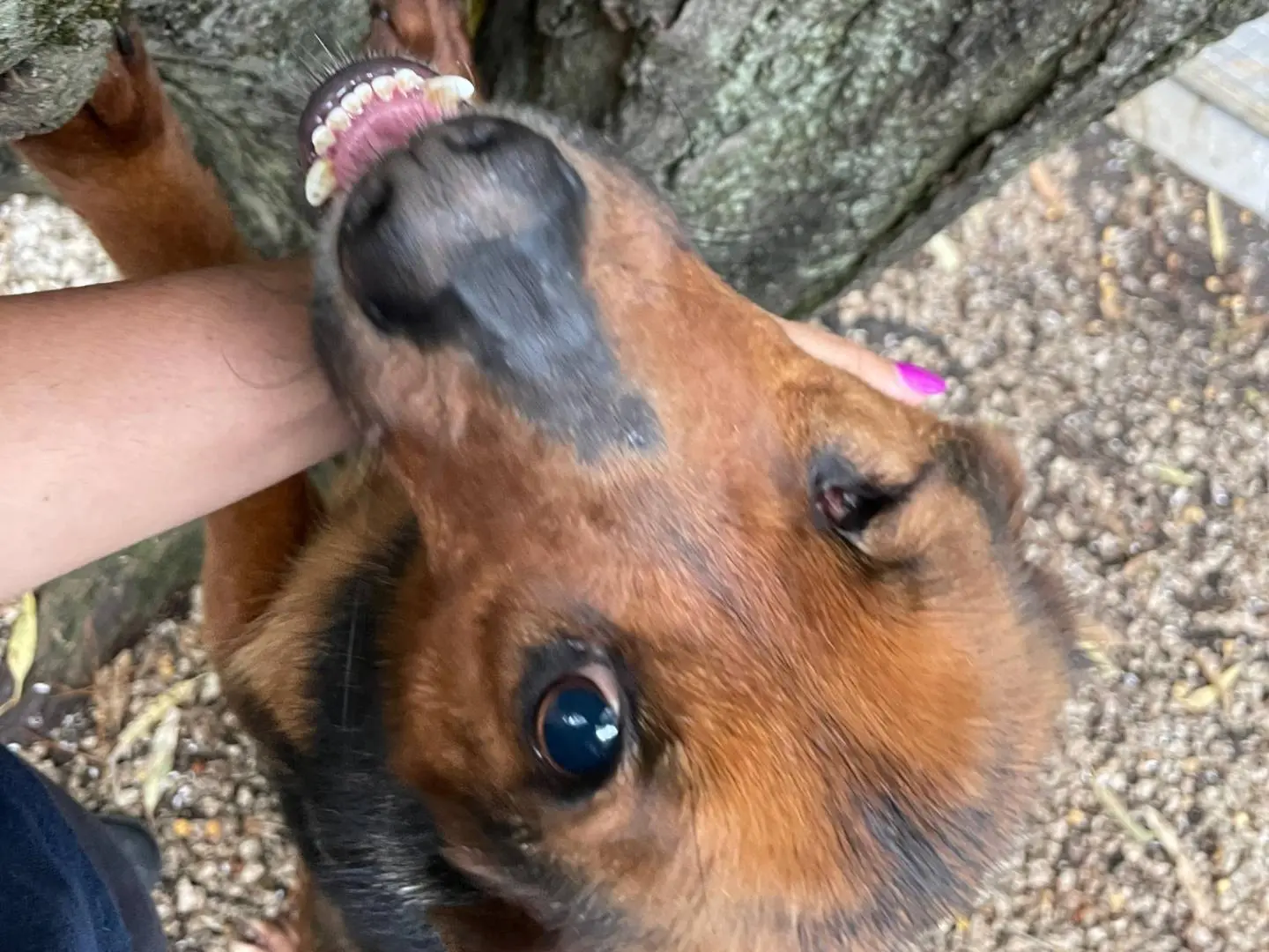Adozione cane, maschio, Razza sconosciuta Razza sconosciuta, 5 anni e 7 mesi, taglia media contenuta, Latina