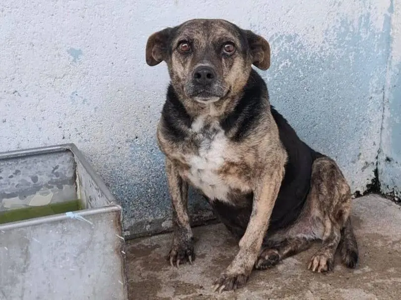 Adozione cane, femmina, Razza sconosciuta Razza sconosciuta, 11 anni e 8 mesi, taglia piccola, Crotone
