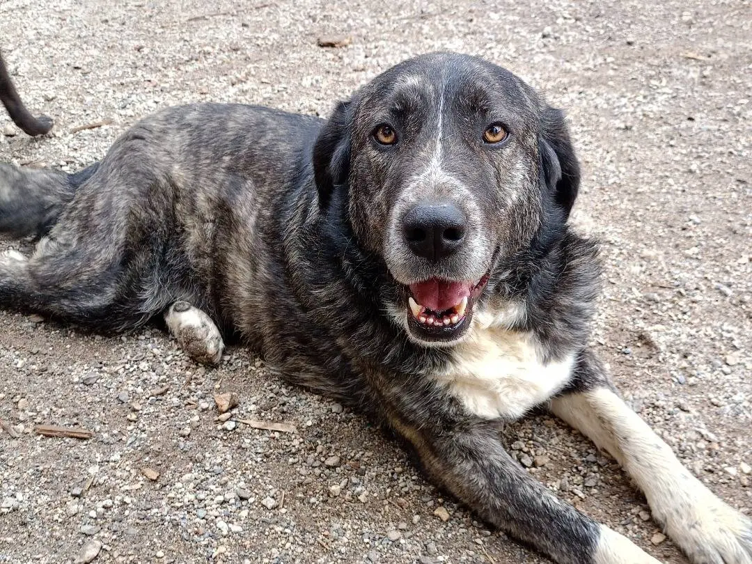 Vuoi adottare un cane a Catanzaro?