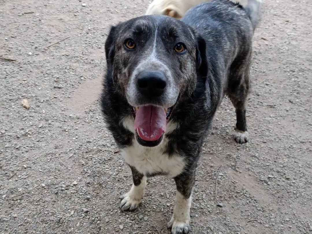 Adozione cane, maschio, Razza sconosciuta Razza sconosciuta, 6 anni e 3 mesi, taglia grande, Catanzaro