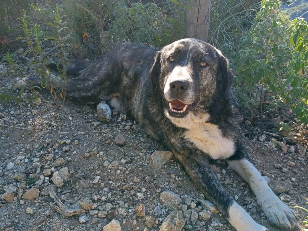 Adotta un cane, taglia grande, maschio, Catanzaro