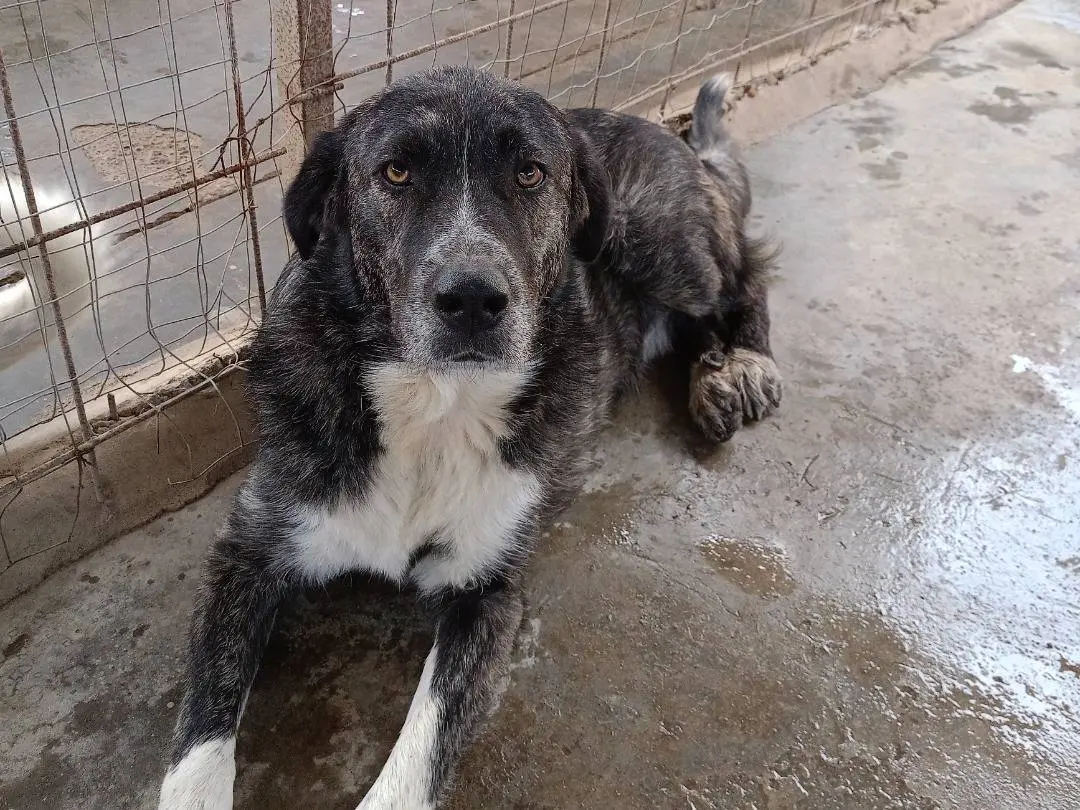 Adotta il cane Rufus a Catanzaro