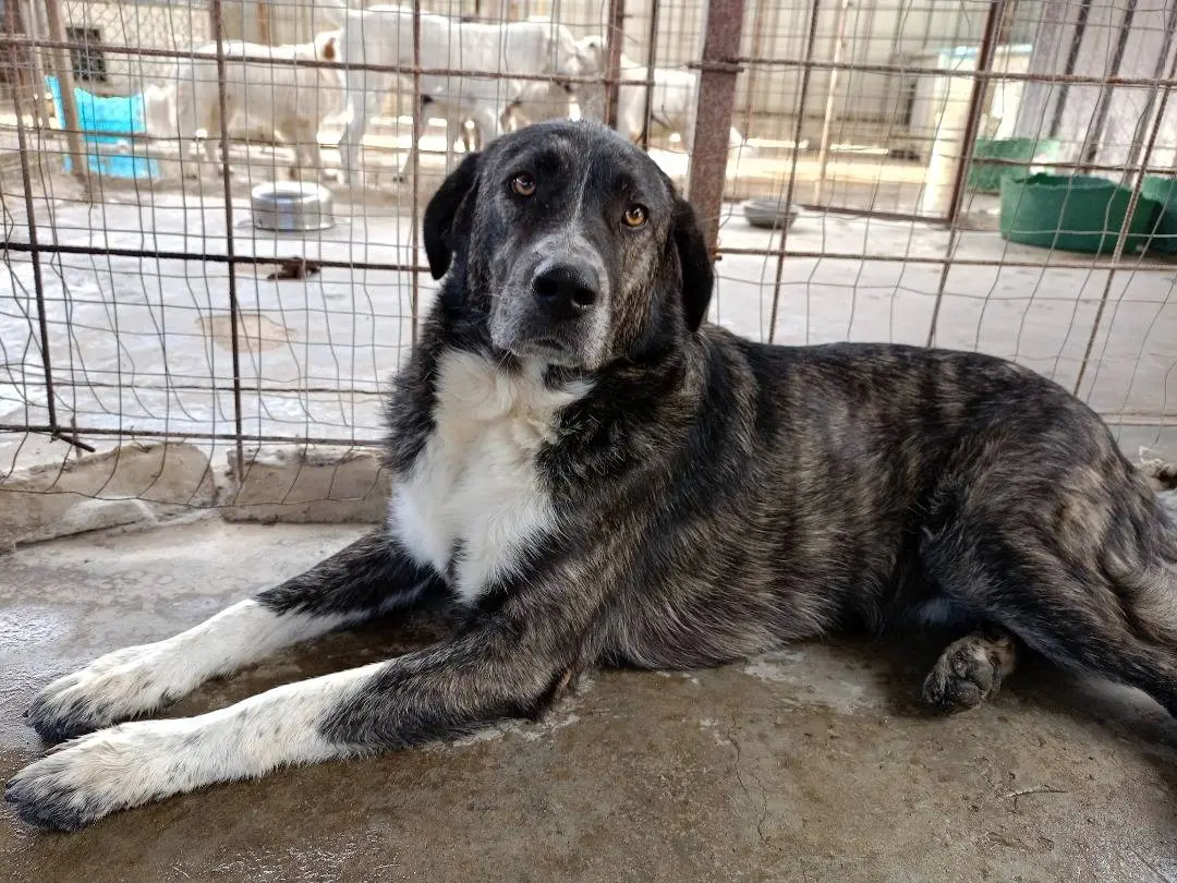 Adotta un cane, maschio, 6 anni e 3 mesi, Catanzaro