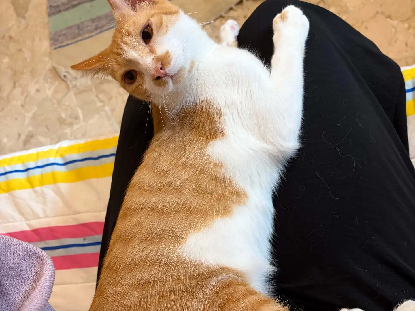 Adotta un gatto, taglia non valida, maschio, Milano