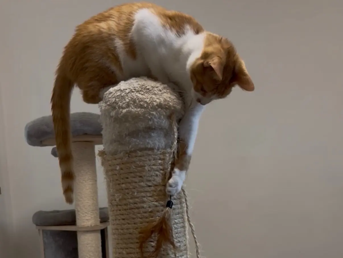Vuoi adottare un gatto a Milano?