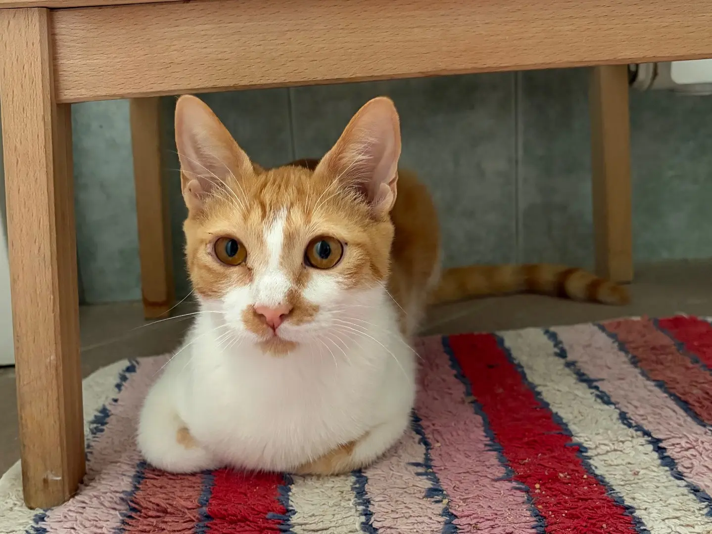 Adotta un gatto, maschio, 5 mesi, Milano