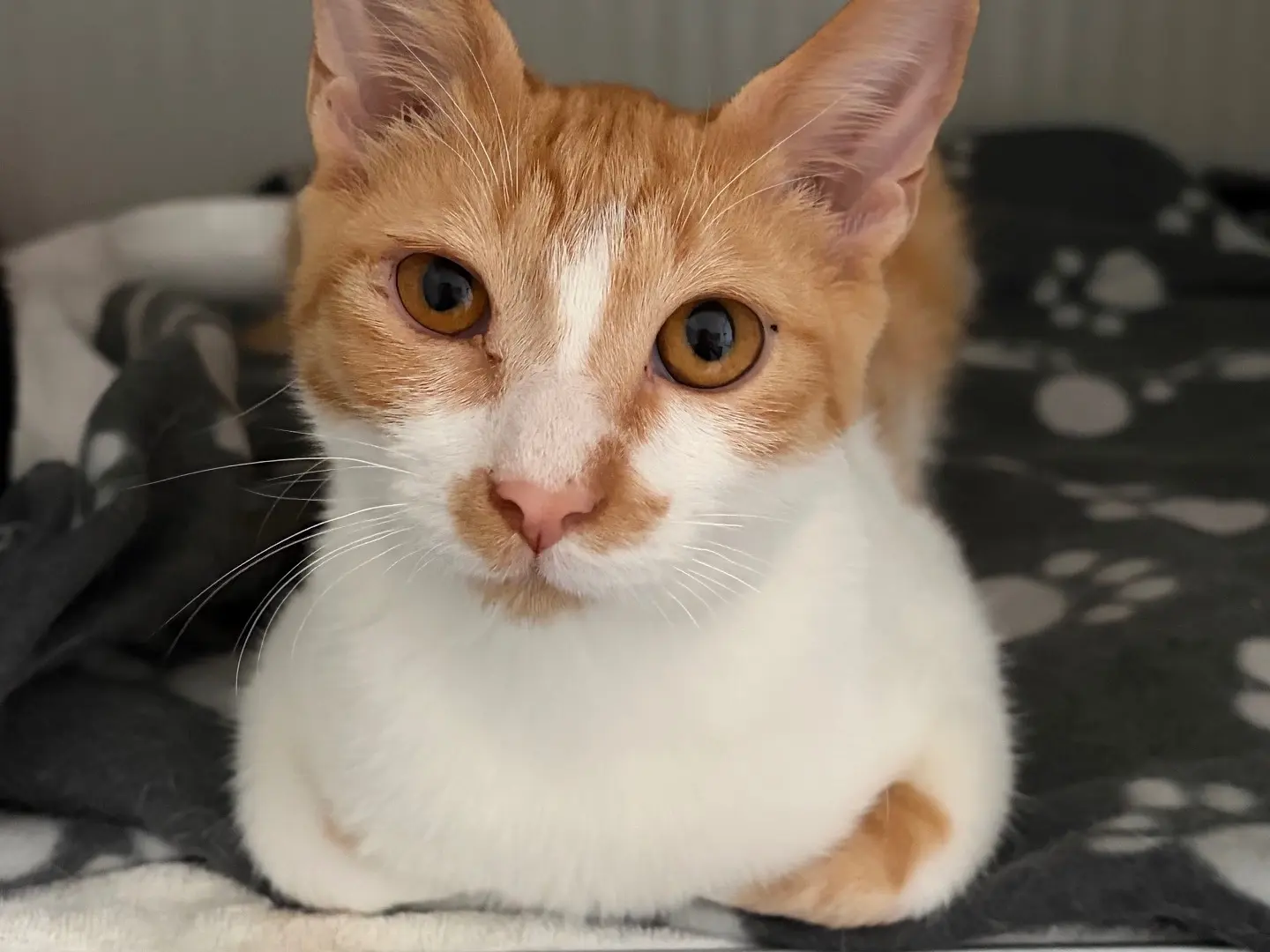 Adozione gatto, maschio, Razza sconosciuta Razza sconosciuta, 5 mesi, taglia non valida, Milano