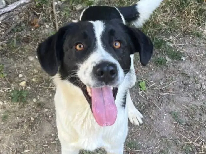 Adozione cane, maschio, Razza sconosciuta Razza sconosciuta, 1 anno e 3 mesi, taglia media, Cosenza