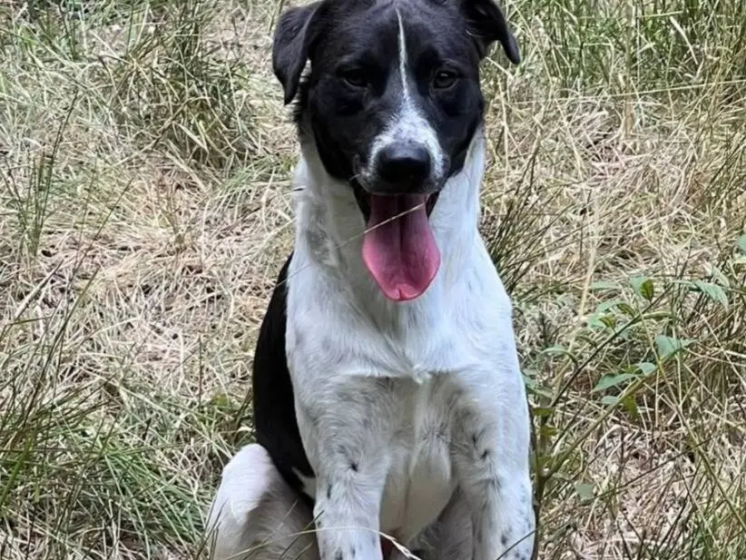 Adotta un cane, maschio, 1 anno e 3 mesi, Cosenza