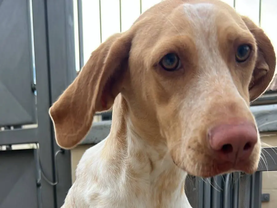Adozione cane, femmina, Razza sconosciuta Razza sconosciuta, 9 mesi, taglia media, Latina