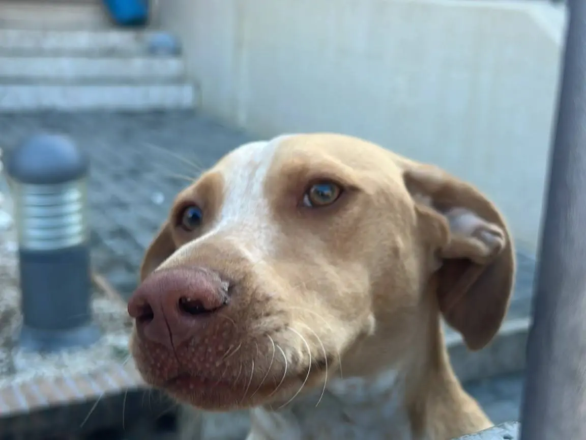 Adotta un cane, taglia media, femmina, Latina