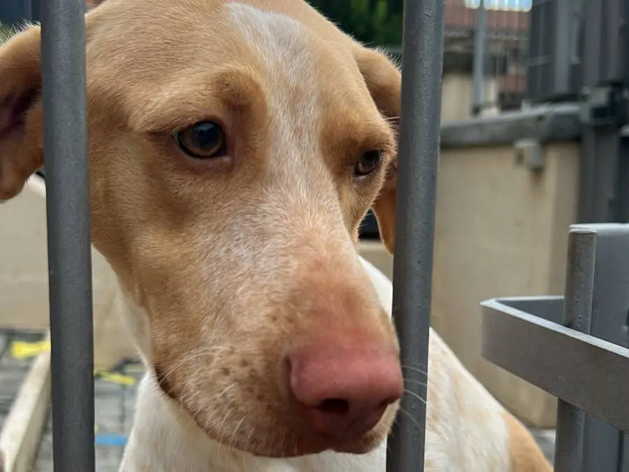 Adotta un cane, femmina, 9 mesi, Latina
